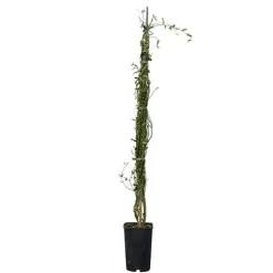 JAVOY PLANTES - Jasmin blanc officinal jasminum officinalis 1,5l - 40/60cm