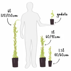 JAVOY PLANTES - Jasmin blanc officinal jasminum officinalis 1,5l - 40/60cm