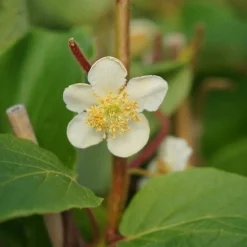 JAVOY PLANTES - Kiwi mâle - actinidia deliciosa 3l - 60/90cm