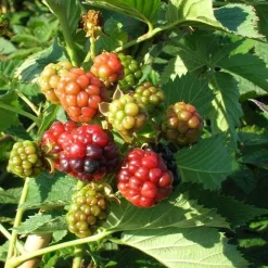 JAVOY PLANTES - Mûre 'thornless evergreen' - rubus fruticosus 3l - 60/90cm