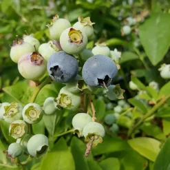 JAVOY PLANTES - Myrtille arbustive hardy blue - vaccinium corymbosum 3l - 60/90cm