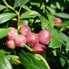 JAVOY PLANTES - Myrtille 'pink lemonade®' - vaccinium corymbosum 3l - 60/90cm