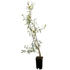 JAVOY PLANTES - Myrtille 'pink lemonade®' - vaccinium corymbosum 3l - 60/90cm