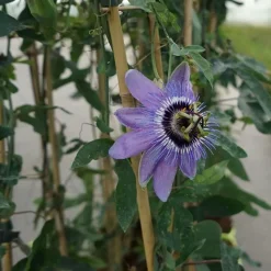 JAVOY PLANTES - Passiflore 'lady betty myles young' - passiflora 3l - 60/90cm