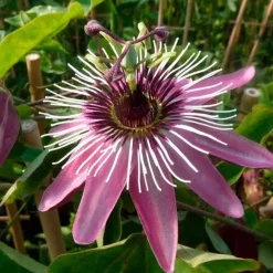 JAVOY PLANTES - Passiflore 'victoria' - passiflora 3l - 60/90cm