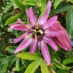 JAVOY PLANTES - Passiflore 'victoria' - passiflora 3l - 60/90cm