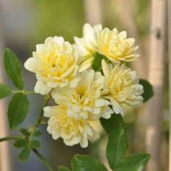 JAVOY PLANTES - Rosier de banks 'lutea' - rosa banksiae 3l - 60/90cm