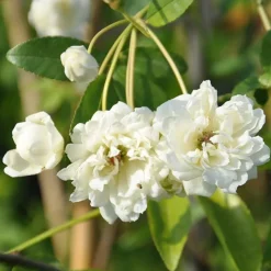 JAVOY PLANTES - Rosier de banks 'alba plena' - rosa banksiae 3l - 60/90cm
