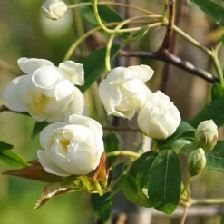 JAVOY PLANTES - Rosier de banks 'alba plena' - rosa banksiae 3l - 60/90cm