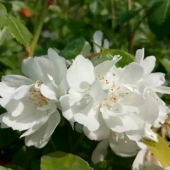 JAVOY PLANTES - Rosier de banks 'alba plena' - rosa banksiae 3l - 60/90cm