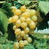 JAVOY PLANTES - Vigne 'dattier de beyrouth' - vitis vinifera 3l - 60/90cm