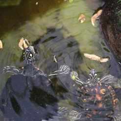 JBL - Crustarus, alimentation pour tortues d’eau : 250ml