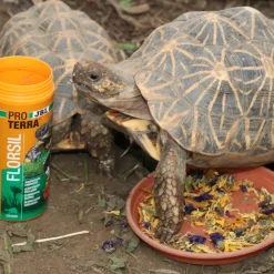 JBL - Florsil, alimentation pour tortues terrestres : 250ml