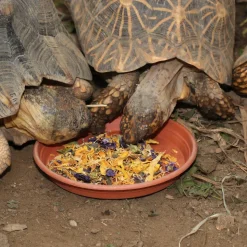 JBL - Florsil, alimentation pour tortues terrestres : 250ml