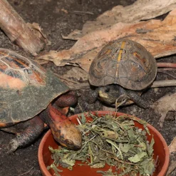 JBL - Herbil, alimentation pour tortues terrestres : 250ml