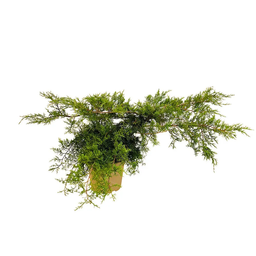 Juniperus - Pot 4L