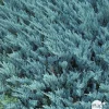 Juniperus Blue Chip, Génévrier : pot 3 litres - H. 30/40 cm