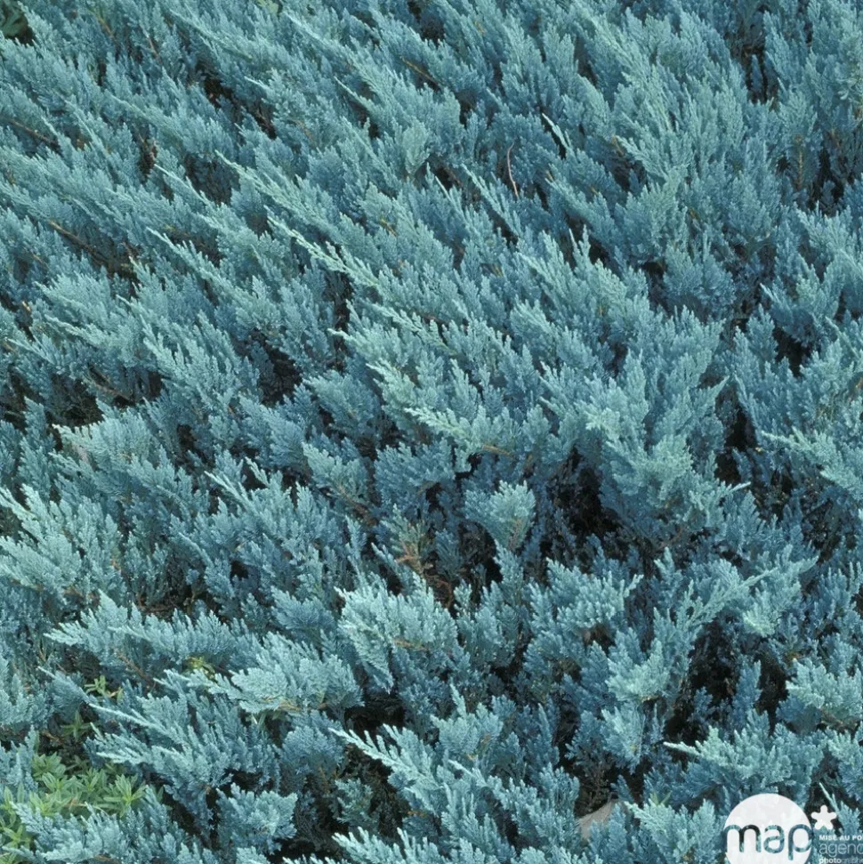 Juniperus Blue Chip, Génévrier : pot 3 litres - H. 30/40 cm