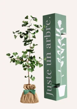 JUSTE UN ARBRE. - Ginkgo biloba "arbre aux quarante écus" | idée cadeau naissance, mariage, anniversaire - à planter en intérieur ou extérieur.