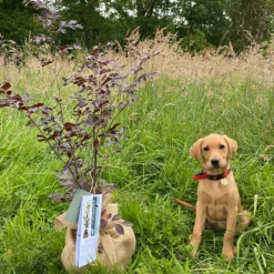 JUSTE UN ARBRE. - Ginkgo biloba