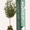 JUSTE UN ARBRE. - Olivier | idée cadeau : naissance, mariage, anniversaire - à planter en intérieur ou extérieur.