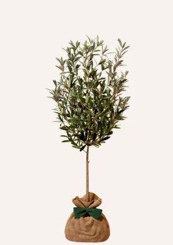 JUSTE UN ARBRE. - Olivier | idée cadeau : naissance, mariage, anniversaire - à planter en intérieur ou extérieur.