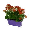 Kalanchoé : jardinière 25 cm - Coloris variables