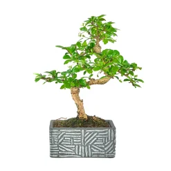 Kit bonsaï 6 ans + cache-pot deco etnic