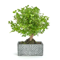 Kit bonsaï 5 ans + cache-pot deco etnic