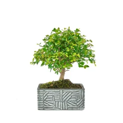 Kit bonsaï 5 ans + cache-pot deco etnic