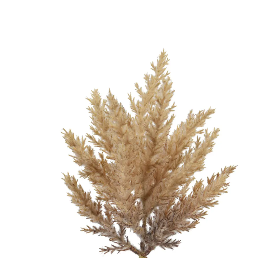 KSD DÉCO - Branche herbe de la pampa à clipser h 20 cm
