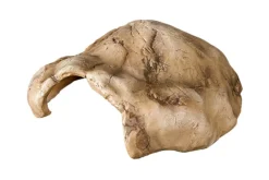 LA FERME TROPICALE - Cachette medium pour reptile 21 x 15,5 x 9 cm - grotte pour reptiles (lézards, serpents, tortues), amphibiens et invertébrés