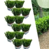 LA GREEN TOUCH - 72 plantes euonymus 'green spire'