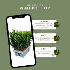 LA GREEN TOUCH - 72 plantes euonymus 'green spire'