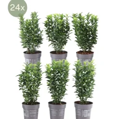 LA GREEN TOUCH - 24 x euonymus japonicus 'green spire'