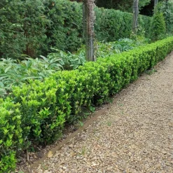 LA GREEN TOUCH - 24 x euonymus japonicus 'green spire'