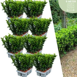 LA GREEN TOUCH - 48 x fusain 'green spire'