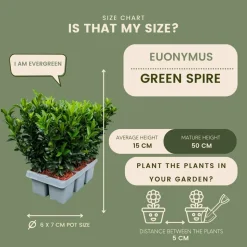 LA GREEN TOUCH - 48 x fusain 'green spire'