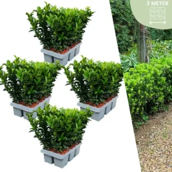 LA GREEN TOUCH - 24 x fusain 'green spire'