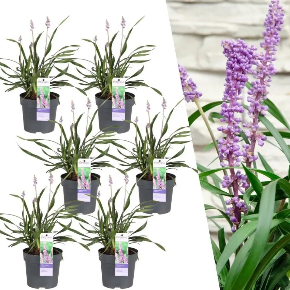 LA GREEN TOUCH - 6 x liriope muscari 'ingwersen'