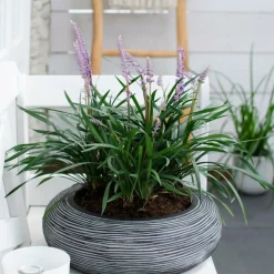 LA GREEN TOUCH - 6 x liriope muscari 'ingwersen'
