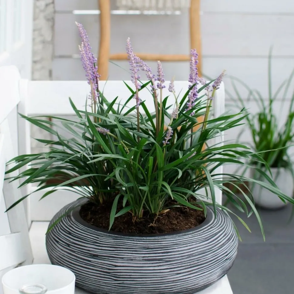 LA GREEN TOUCH - 6 x liriope muscari 'ingwersen'