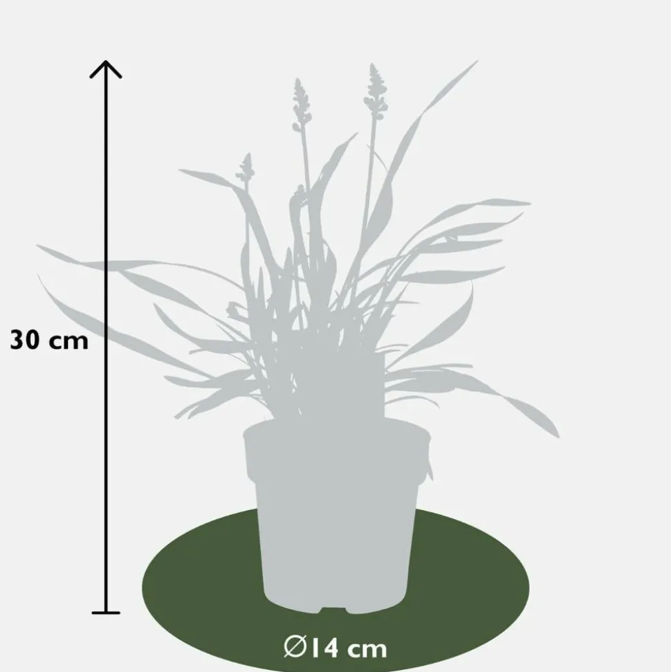 LA GREEN TOUCH - 6 x liriope muscari 'ingwersen'