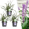LA GREEN TOUCH - 3 x liriope muscari 'ingwersen'