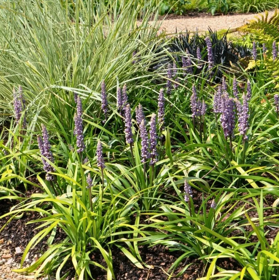 LA GREEN TOUCH - 3 x liriope muscari 'ingwersen'