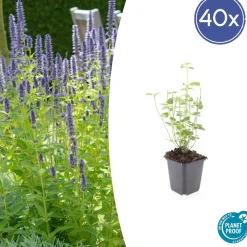 LA GREEN TOUCH - Agastache 'black adder' x40 – entre 2,5 et 3,33m2