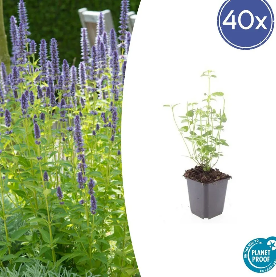 LA GREEN TOUCH - Agastache 'black adder' x40 – entre 2,5 et 3,33m2