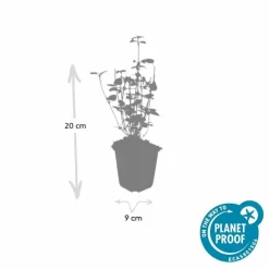 LA GREEN TOUCH - Agastache 'black adder' x40 – entre 2,5 et 3,33m2