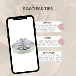 LA GREEN TOUCH - Agastache 'black adder' x40 – entre 2,5 et 3,33m2