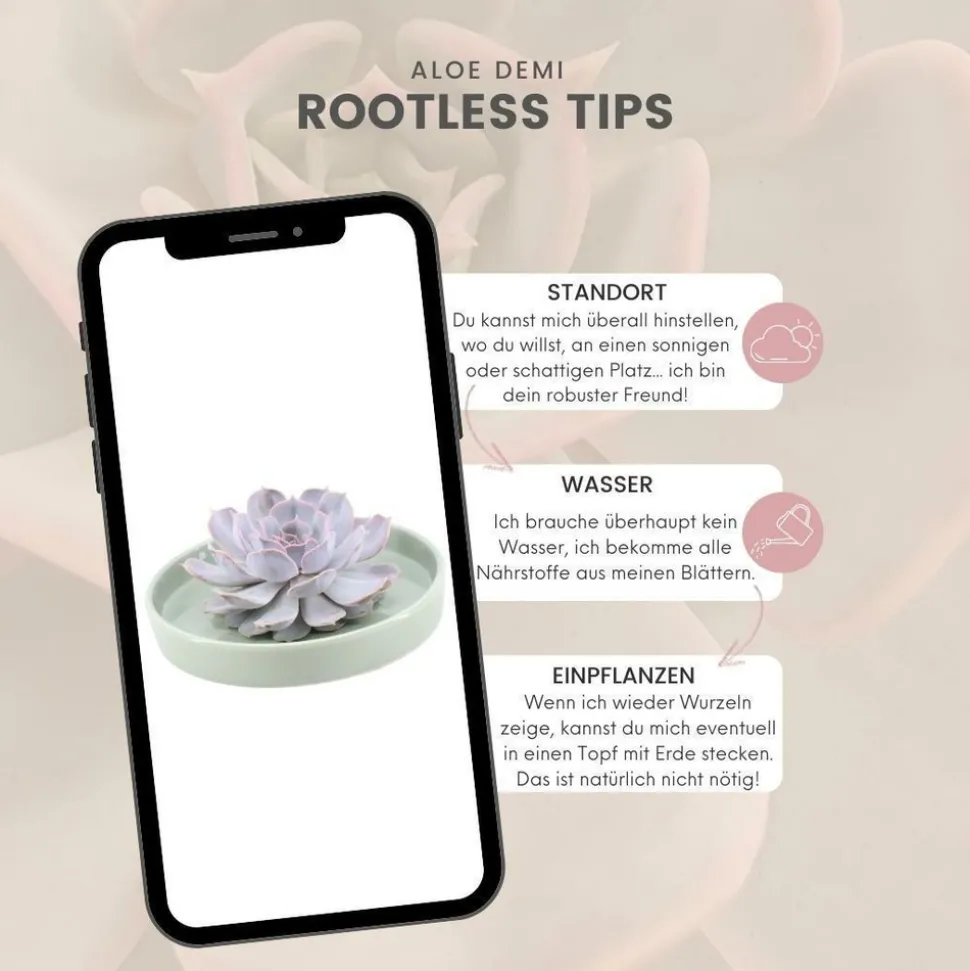 LA GREEN TOUCH - Agastache 'black adder' x40 – entre 2,5 et 3,33m2